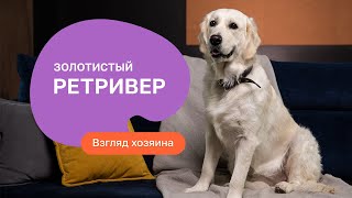 Золотистый ретривер - все о породе, плюсы и минусы - шоу «Ожидание/реальность»