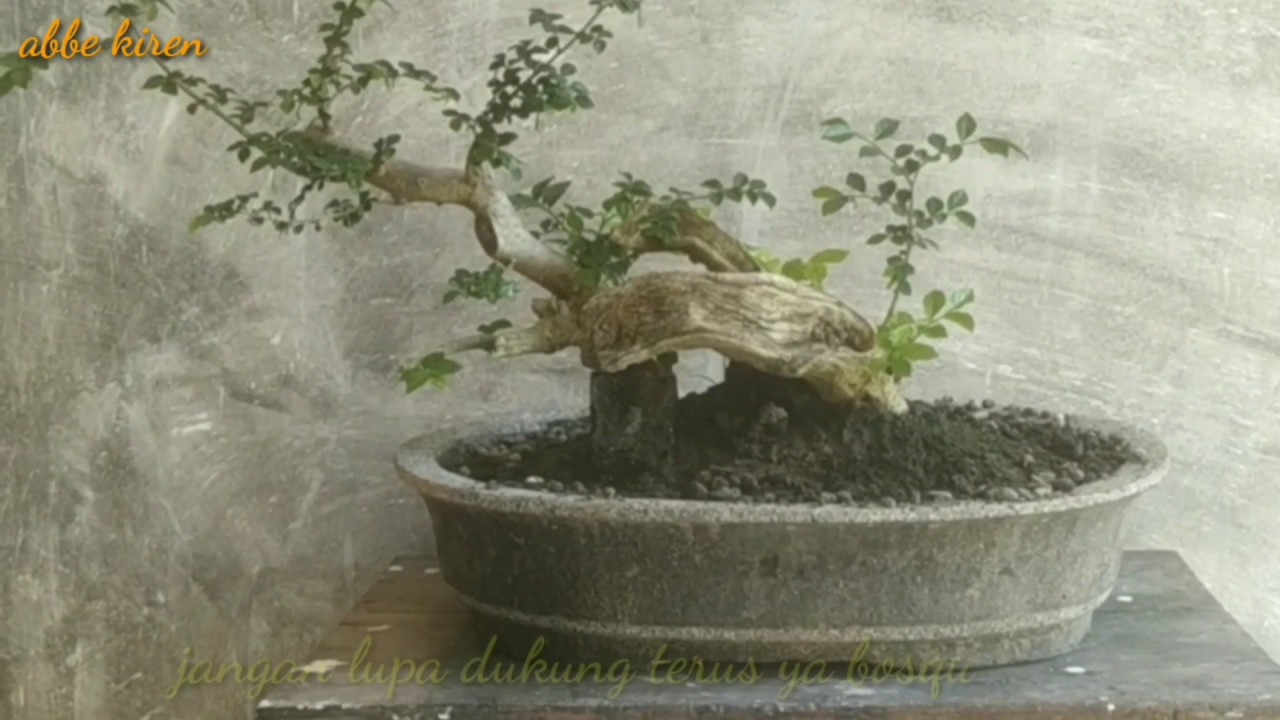 BONSAI SERUT ISTIMEWA YouTube
