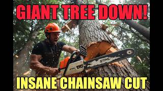 Live: Watch Precision Cutting of This Insanely Big Tree!