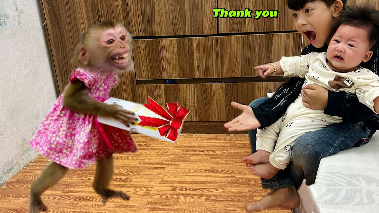 Diana the monkey was curious about the baby's gift and Anh Tai.