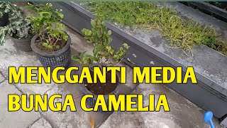 MENGANTI MEDIA BUNGA KAMELIA SUPAYA SUBUR