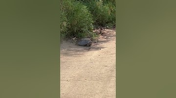 Softshell turtle…Have you ever seen  a turtle running so fast?…