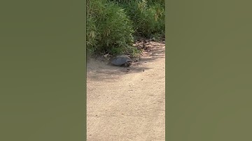 Softshell turtle…Have you ever seen  a turtle running so fast?…