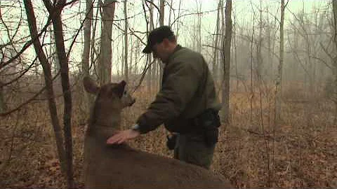 Indiana DNR's Robo-Deer Sting Operation | The Weekly Special