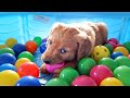 Golden Puppies Destroy Ball-Pit...