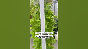 NFT System, Aeroponic System, and Dutch Bucket System Inside The Greenhouse. #indoorgardening