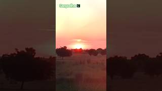 Golden Sunset in Sargodha 🌅 | Peaceful Village Vibes#Sargodha #PakistanBeauty #SunsetLovers