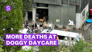 Further deaths and claims of abuse at Auckland doggy daycare | Stuff.co.nz