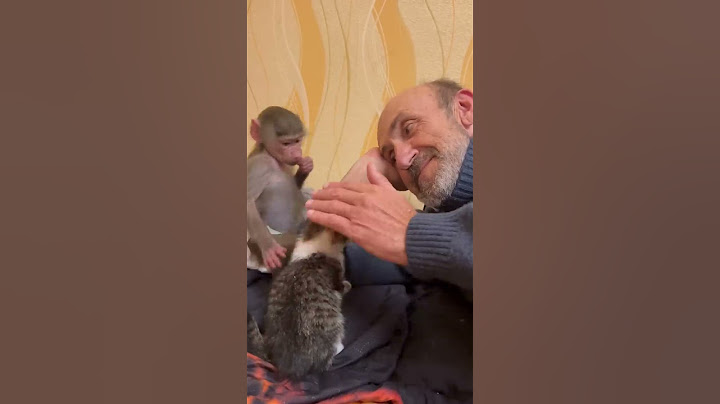 #shorts  Люська привела котёнка Чука чтобы тоже ПОСАДИТЬ ЕГО НА ГОЛОВУ Влада!