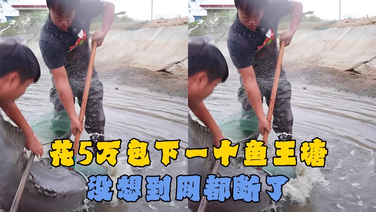 花5万包下一个鱼王塘，没想到网都断了？#户外抓鱼 #户外捕鱼 #大表哥抓鱼 #乡村生活 #农村生活