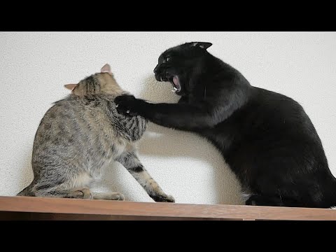 この日から子猫が大人しくなりました