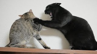 この日から子猫が大人しくなりました