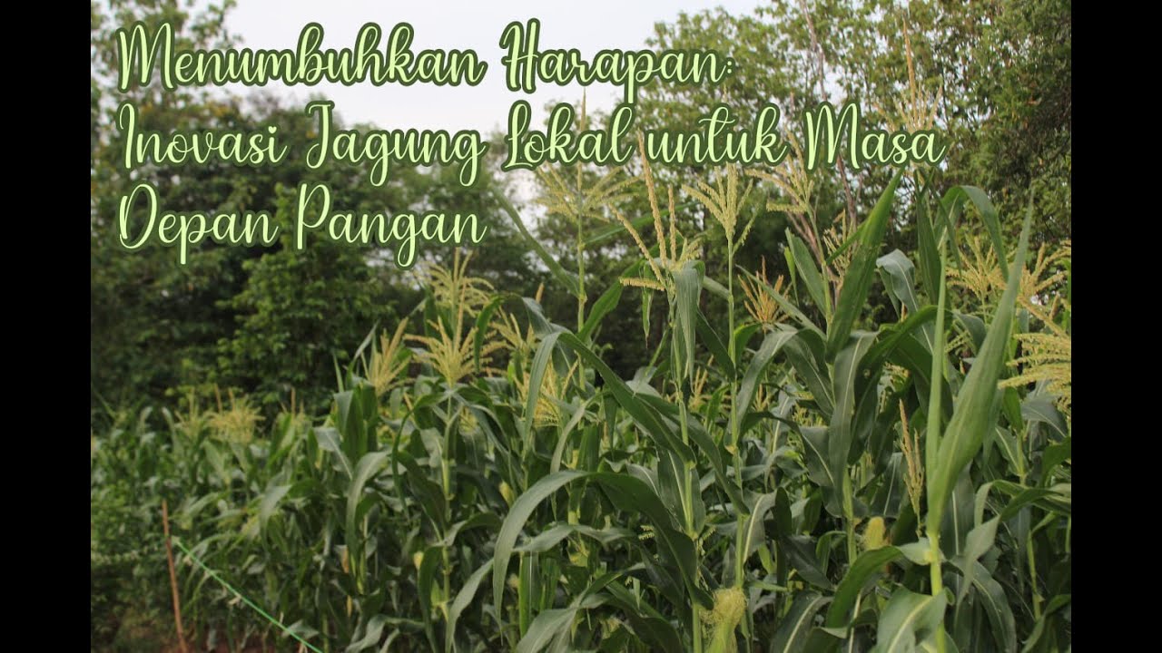 Inovasi Jagung Lokal Untuk Masa Depan Pangan | MA'HAD AL-ZAYTUN