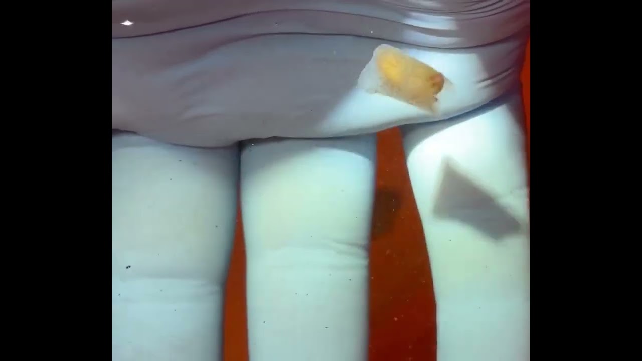 Meet: the Winged Sea Slug (Gastropteron pacificum)