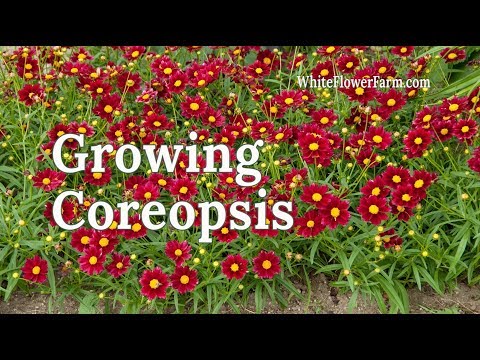 Video: Coreopsis կամ փարիզյան գեղեցկուհի