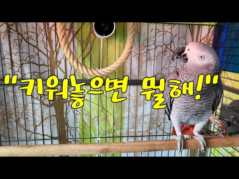 추석 잘 보내세요 African gray parrot Papagei Попугай (popugái)<strong>Papago</strong> parrot, cockatoo インコ, オウム 鸚鵡, 鳳頭鸚鵡