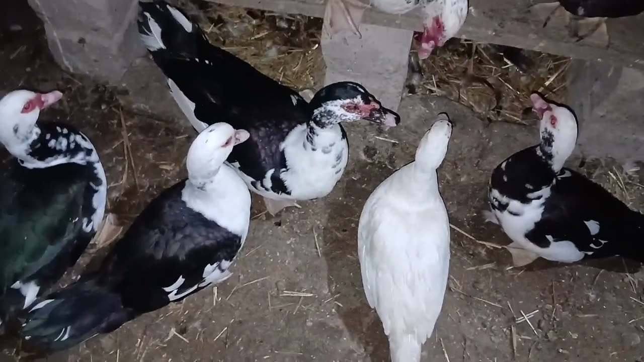 Inda utka boqish 2026