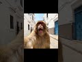شقشوق ناشط كما العادة وسط طنجة هههه شقشوق ناشط كما العادة وسط طنجة هههه
