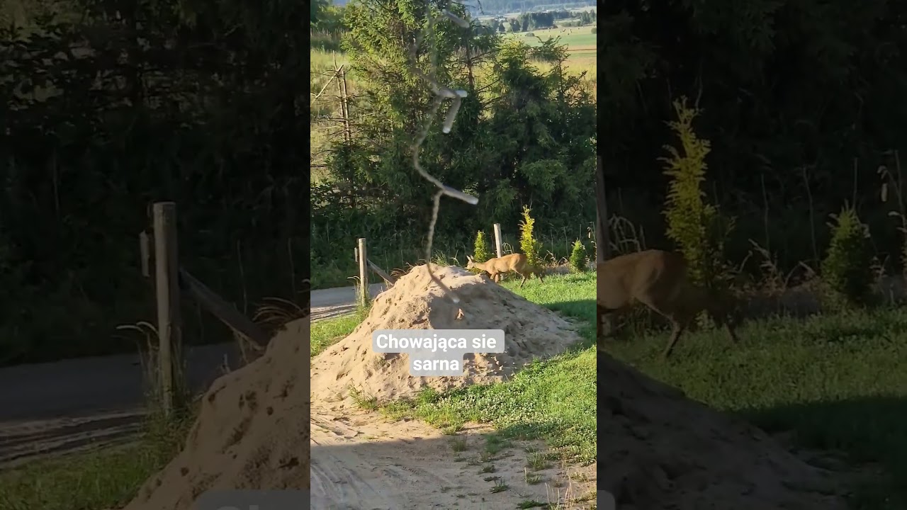 macie też jakieś spotkanie z sarną ?