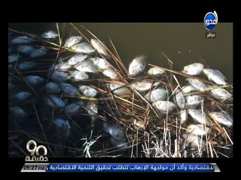 برنامج 90 دقيقة يناشد المسؤولين أسماك بحيرة قارون تموت بلا سبب