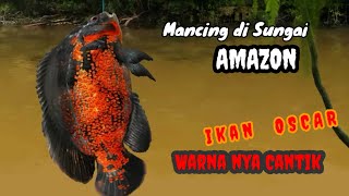 Mancing ikan OSCAR di sungai Amazon || Game mancing mirip beneran ( Fishing Clash ) screenshot 5