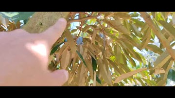 Đã Phun Tạo Mầm và Hãm Nước Mà Cây Vẫn Ra Đọt Phải Xử Lý Làm Sao? 