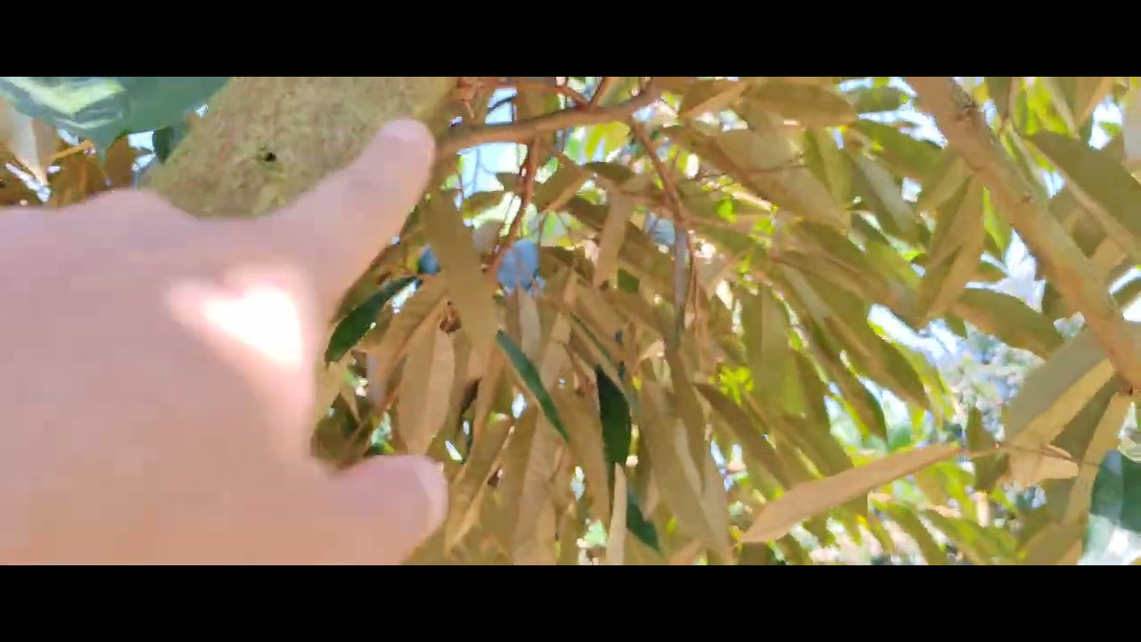 Đã Phun Tạo Mầm và Hãm Nước Mà Cây Vẫn Ra Đọt Phải Xử Lý Làm Sao? 