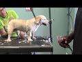 how to groom a dog at home: video 1 of 1