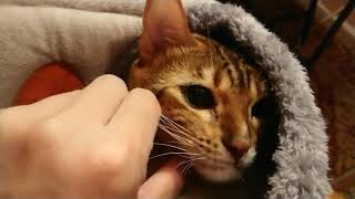 Pretty faced bengal cat meow - 🐱 by Let my cat sleep 68 views 3 years ago 29 seconds