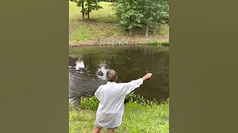 Hawk swim by to left then passed me to the right