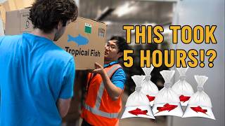7,000 Fish Imported… Under Australia’s Strict Biosecurity Laws