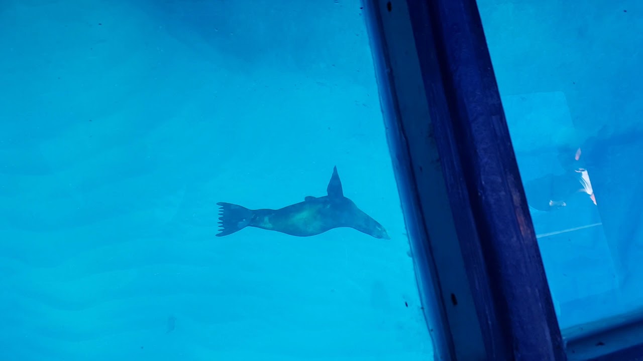 quiropraxia inka Cabo san lucas(2)