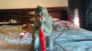 Penny Rose Cavity Fighter