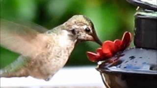 Hummingbird Visit