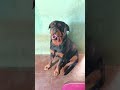 #rottweiler #shortsvideo #shera