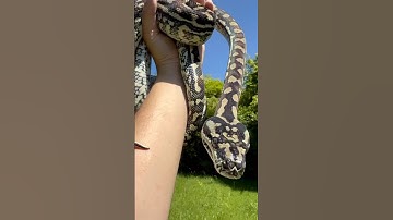 Smilie - My pet #CoastalCarpetPython