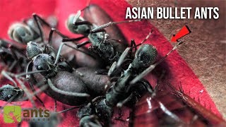 I Found An Asian Bullet Ant Colony In My Trash