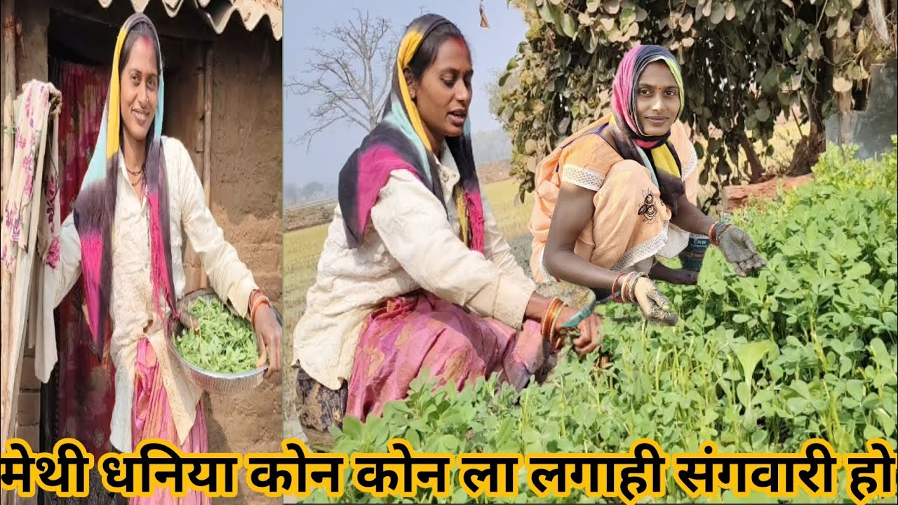 मेथी धनिया कोन कोन ला लगाही संगवारी हो 🌿🌿 सरस्वती साहू Cg vlog 
