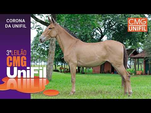 Lote 12   Corona da UniFil 1