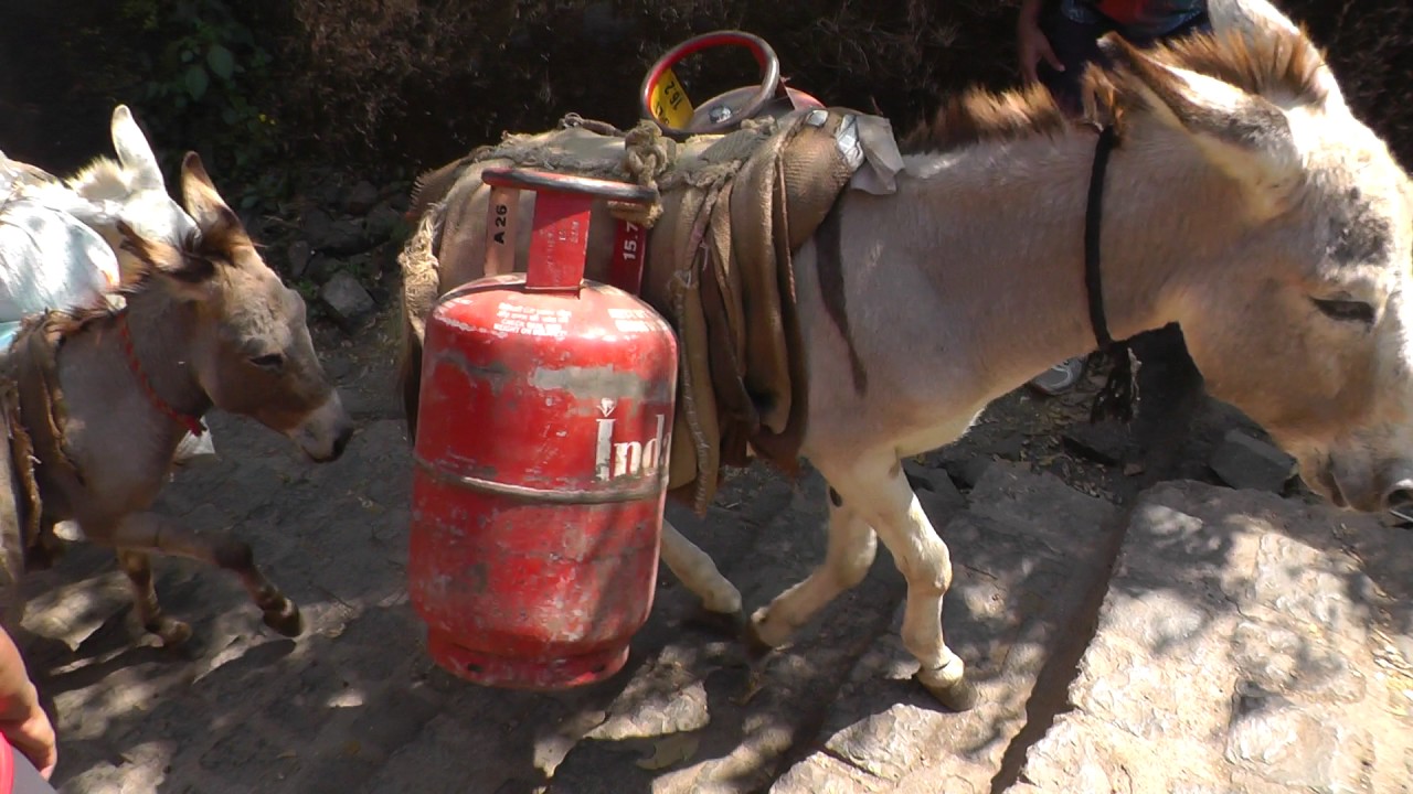 Donkeys carrying goods up steps, near Pune, India YouTube