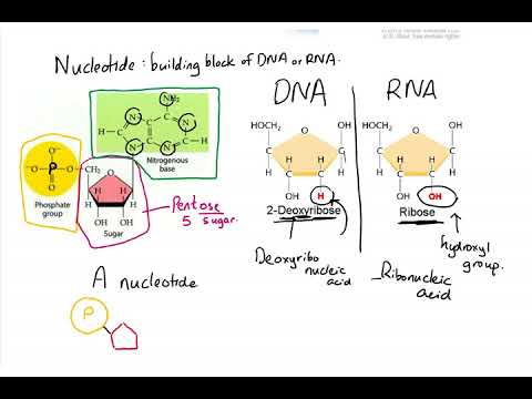Lesson 22|  Nucleotide and Polynucleotide formation (part 2 of 3)