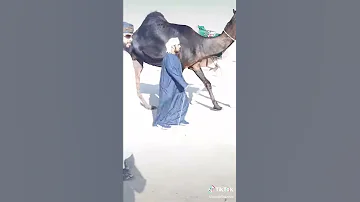 World BIGGEST BLACK CAMEL SAUDI ARABIA ANIMAL PLANET WILDLIFE 2020 
