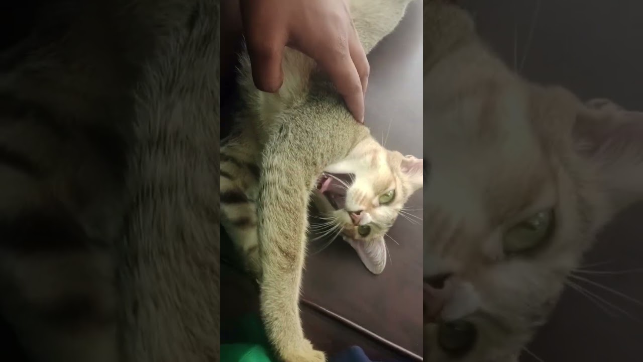 বিড়াল _cat জ্বীন  