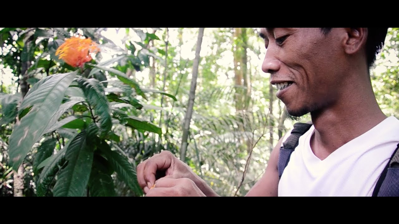 Travel film - Backpacking the Sumatran Jungle