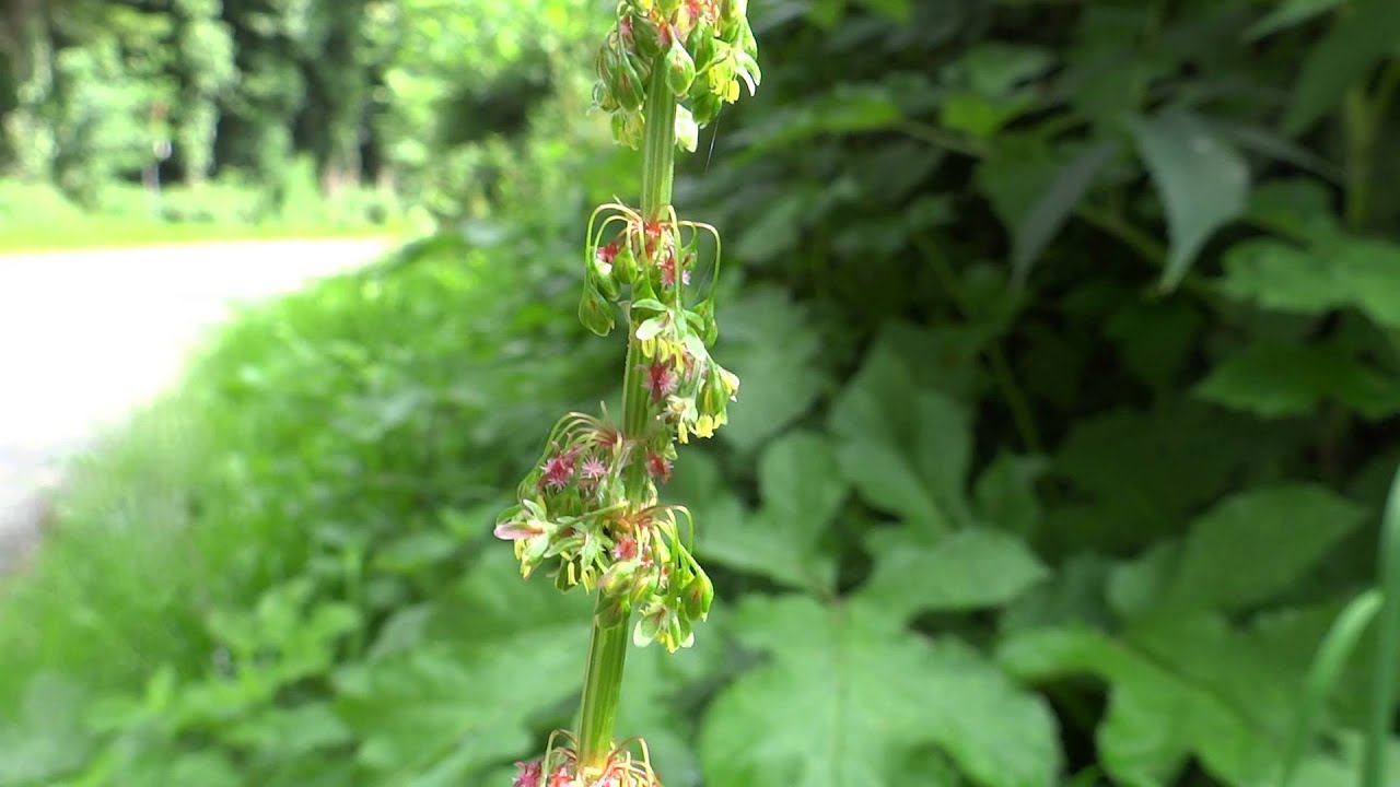 Curly Duck (Rumex crispus) - 2013-07-13