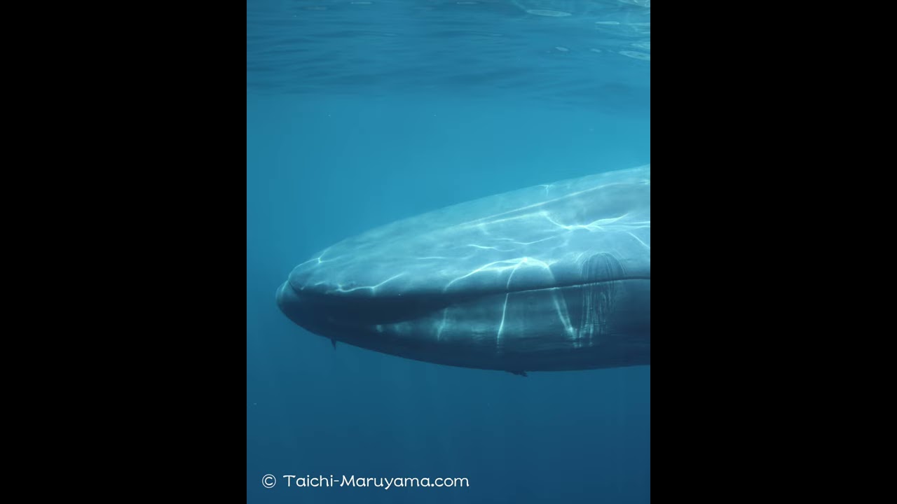 🐋Life Size Blue Whale／実物大展示が可能なシロナガスクジラの