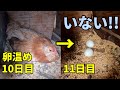 なんてこった…温めていた卵が冷えていく… 105話目