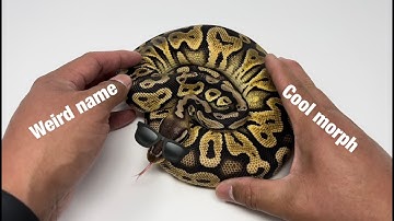 Vlog #10: Ball Python morphs with Weird Names Nanny and Huffman