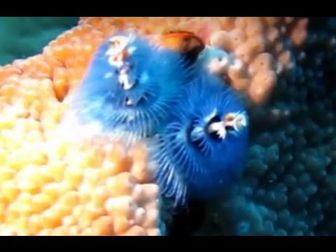 90 Best Christmas tree worm video Manga Serial for Android Lock Screen Wallpapers