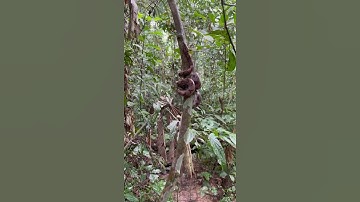 Python Climbing tree | Viral video. #python #climbingtrees
